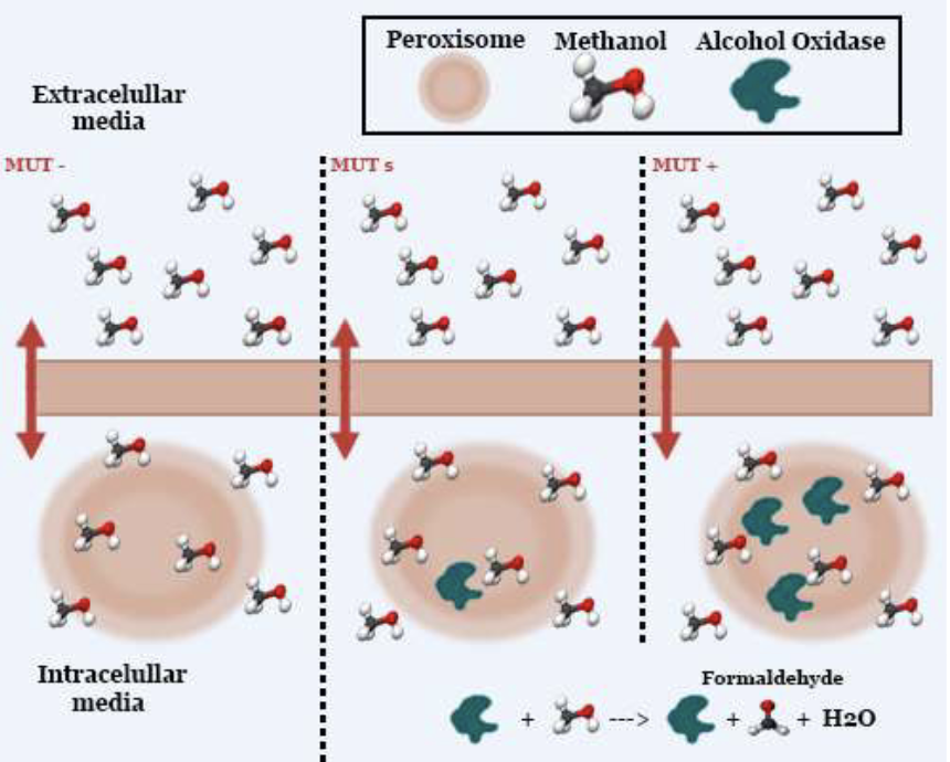 Figure 2: Methanol assimilation mechanism in P. pastoris. Source: adapted from Singh et al. (2019)