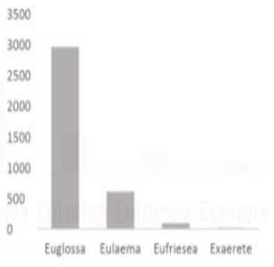 Figura 6b. Abejas euglossinas registradas en el año 2018, en la Vereda Peregrinos
Solano- Caquetá, Colombia.