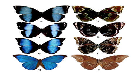 Figura 8:
Especies del género Morpho registradas
en la vereda Peregrinos en el marco de la expedición Caqueta Bio. (a-b):

Morpho achilles, (c-d): Morpho helenor, (e-f); Morpho deidamia, (g.h): Morpho menelaus.