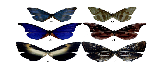 Figura 9:
Especies del genero Morpho registradas
en la vereda Peregrinos en el marco de la expedición Caqueta Bio. (a-b):

Morpho marcus, (c-d): Morpho rhetenor, (e-f); Morpho
hecuba. 