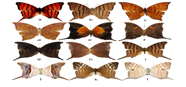 Figura 10:
Algunas especies del género Marpesia en
la vereda Peregrinos. (a-b): M. berania,
(c-d): M. tutelina, (e-f): M. furcula, (g-h): M. themistocles, (i-j): M.
chiron, (k-l): M. merops.