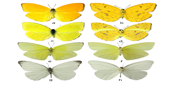 Figura 11:
Algunas especies de la familia Pieridae. a-b. Phoebis argante larra, c-d. Phoebis
sennae marcellina. e-f. Aphrissa

statira. G-h. Glutophrissa
drusilla