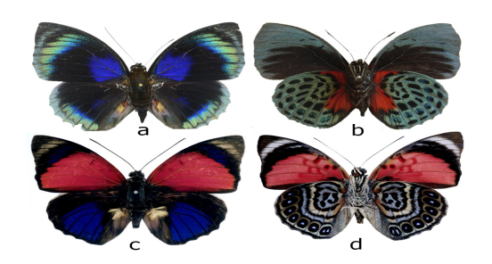 Figura 12:
Mariposas del género Agrias en la vereda Peregrinos. (a-b): A. hewitsonius beata, (c-d): A. claudina sardanapalus e-f. Aphrissa
statira. G-h. Glutophrissa drusilla