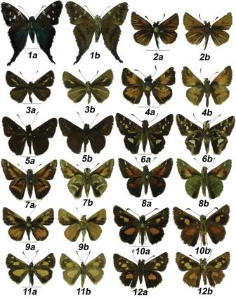 
Especies de Hesperiidae de las
Reservas Saltagatos y Tominejas. 1a-b Urbanus
elmina, 2a-b Ancyloxypha melanoneura,
3a-b Parphorus paramus, 4a-b Poanes azin, 5a-b Psoralis exclamationis, 6a-b Thespieus
othna othna, 7a-b Serdis venezuelae
fractifascia, 8a-b Serdis viridicans
viridicans, 9a-b Wahydra kenava, 10a-b
Dalla caenides, 11a-b Dalla connexa, 12a-b Dalla quasca quasca.