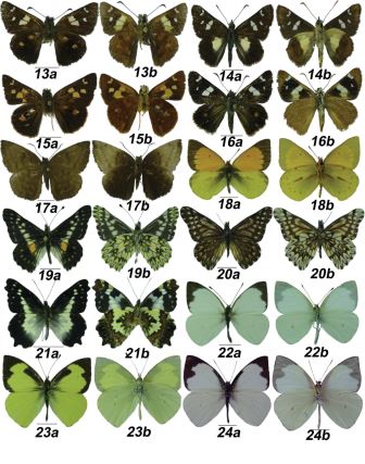 Especies de las familias Hesperiidae y Pieridae de
las reservas Saltagatos y Tominejas. 13a-b Dalla
epiphaneus epiphaneus, 14a-b Dalla
dimidiatus dimidiatus, 15a-b Dalla
frontinia frontinia, 16a-b Dalla
polycrates polycrates, 17a-b Achlyodes
pallida, 18a-b Colias dimera, 19a-b
Catasticta chrysolopha chrysolopha, 20a-b
Catasticta philais philais, 21a-b Leodonta zenobia Zenobia, 22a-b Leptophobia aripa aripa, 23a-b Leptophobia eleone eleone, 24a-b Leptophobia eleusis eleusis.
