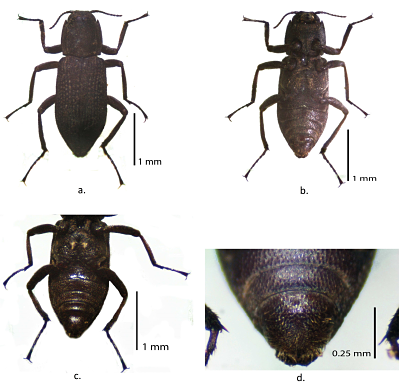  M. tarsalis.
Hábito, vista dorsal (a), hábito, vista ventral (b), Metasterno
con parches de setas doradas (c), Abdomen, V esternito
con pelos largos dorados (d). 