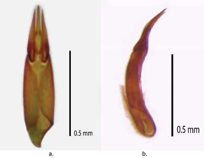 Genitalia del macho. Vista dorsal (a), vista lateral (b).
