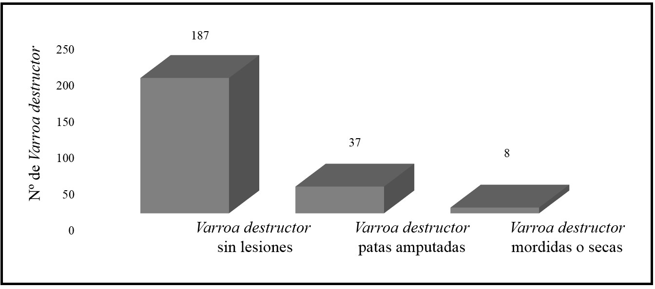  Individuos de V. destructor colectados en las
trampas de piso con y sin lesiones.