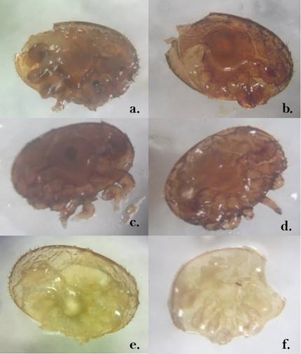 Lesiones causadas por las abejas en V. destructor: &aacute;caros adultos con
mordidas (a, b), &aacute;caros adultos con patas amputadas (c, d), &aacute;caro adulto
disecado (e), ninfa mordida (f). 