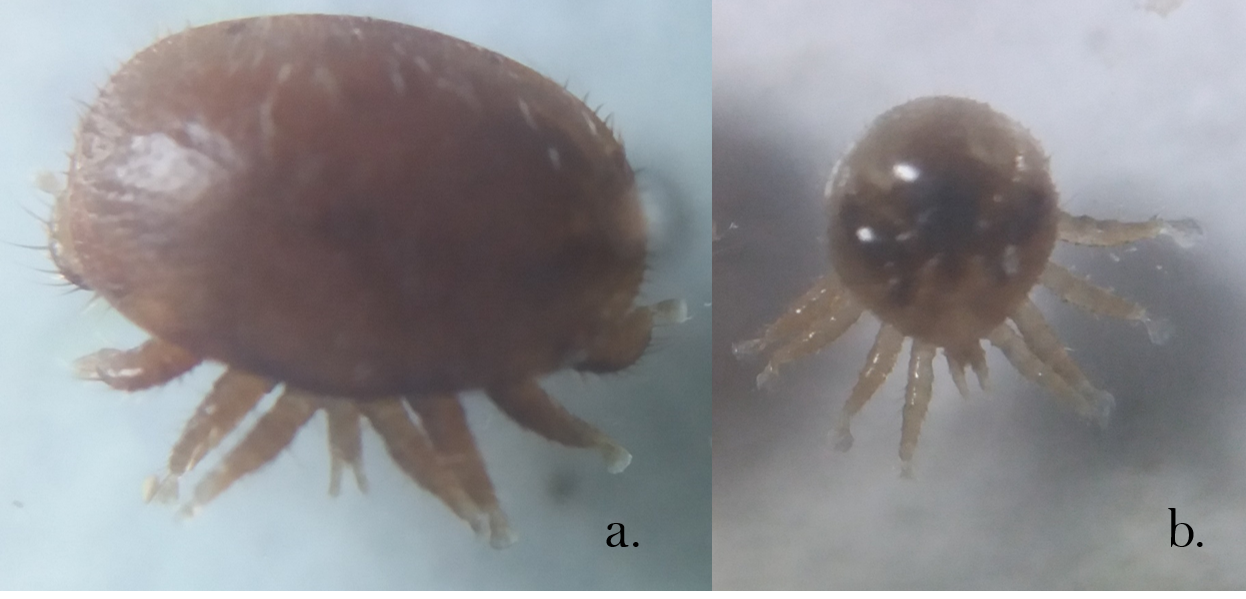  Estados adultos de V. destructor: hembra di&aacute;metro
1.3-1.6 mm (a), macho di&aacute;metro 0.7 mm (b).