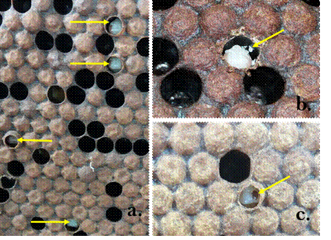 Desoperculaci&oacute;n de celdas
de abejas obreras en la c&aacute;mara de cr&iacute;a: celdas de pupas en el 5 instar desoperculadas (a), cr&iacute;a de V. destructor en celda desoperculada (b),
&aacute;caro adulto en celdas desoperculadas (c).