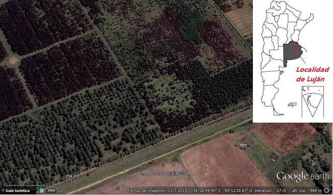 Imagen satelital de las forestaciones de Pinus
elliottii (abajo a la izquierda) y Eucalyptus dunnii (arriba
a la derecha); extraída de Google Earth (2015)