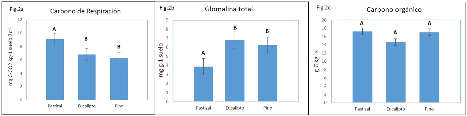 a) Corresponde a los valores
medios de carbono de respiración; b) glomalina total; c) carbono orgánico. En
todos los casos los valores fueron medidos en un suelo bajo la influencia de
Pino (Pinus
ellioti Engelm) y Eucalipto (Eucaliptus
dunni Maiden) y un pastizal
nativo. Letras distintas entre especies para cada variable indican diferencias
significativas (p<0,05)