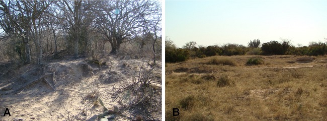 Montículos en sitios de la región. A. Sitio Sequía Vieja y B. Sitio Mancapa.