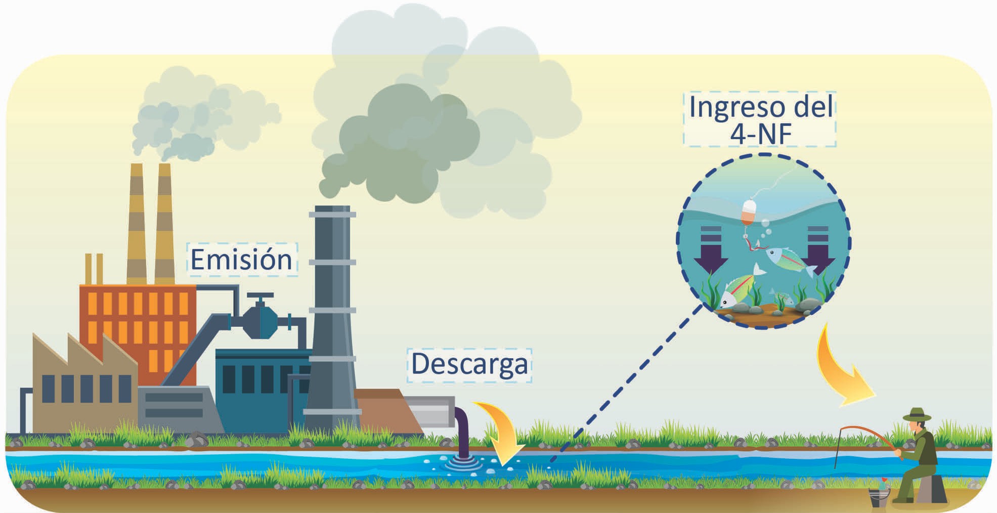 Descarga del 4-nonilfenol en los cuerpos de agua e
ingreso al ser humano.