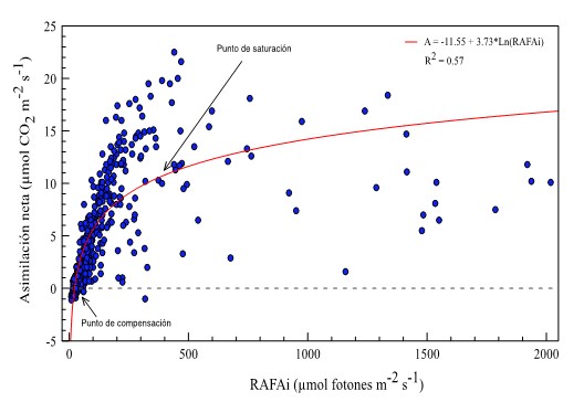 Curva de radiaci&oacute;n (relaci&oacute;n
entre asimilaci&oacute;n neta de CO2 &ndash;A- y radiaci&oacute;n fotosint&eacute;ticamente
activa incidente -RAFAi) en cafetos (Coffea
arabica L.) cv. Castillo en SAF en San Juan de R&iacute;oseco, Cundinamarca,
Colombia. 