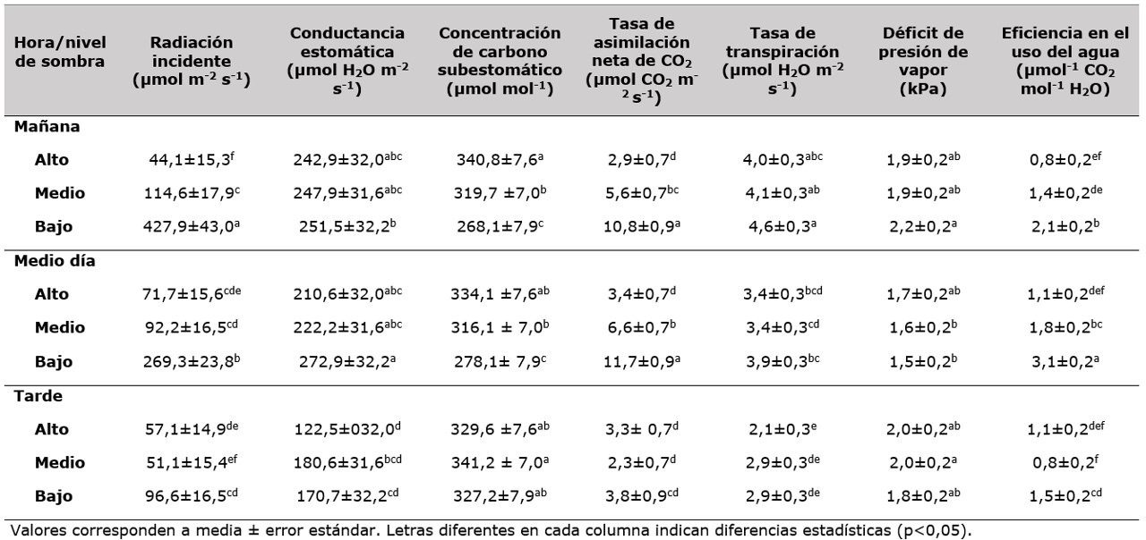 Comportamiento ecofisiol&oacute;gico de
caf&eacute; (Coffea arabica L) cv. Castillo
con tres niveles de sombra y en tres momentos del d&iacute;a en SAF en San Juan de
R&iacute;oseco, Cundinamarca, Colombia.