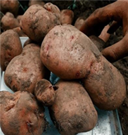 Deformación
(Malformación) de tubérculos de plantas, genotipo Roja Huila.