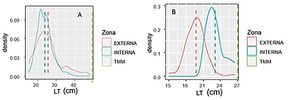 Figura 3A. Distribución de tallas (cm) de peces Bagre pinnimaculatus
capturados por los artes de pesca anzuelo y trasmallo. Figura 3B. Distribución de tallas [cm] de peces Bagre panamensis capturados en las áreas interna y
externa de la bahía de Tumaco con los artes de pesca de anzuelo y trasmallo [B].