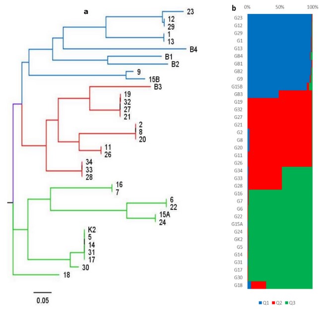 Análisis de agrupamiento y estructura genética.
a) Dendrograma
demostrando las relaciones genéticas entre 36 accesiones de la colección de Morus spp. con ocho
loci SSR, empleando el método Neighbor-joining, las
ramas presentan colores para diferenciar las tres agrupaciones identificadas.
b) Estructura genética de las 36 accesiones de Morus spp. basado en ocho loci SSR generados
por el programa Structure utilizando los modelos de
mezcla y frecuencias alélicas correlacionadas. Los tres grupos poblacionales
identificados (K) están representadas por colores distintos, que coinciden con
las agrupaciones y orden descendente del dendrograma.
Cada fila representa una accesión que puede fraccionarse en segmentos, cuyo
tamaño es proporcional al porcentaje o valor de pertenencia estimado de cada
accesión a cada uno de los tres grupos poblacionales (Q1, Q2 y Q3).