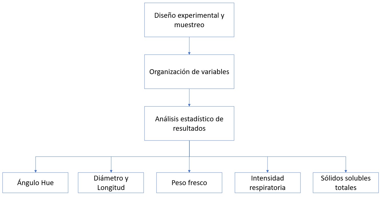 Diagrama
de los procesos del desarrollo del estudio.