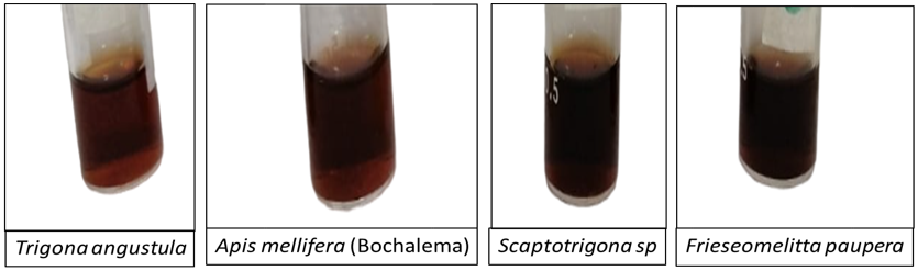 Extractos etanólicos de muestras de propóleo.