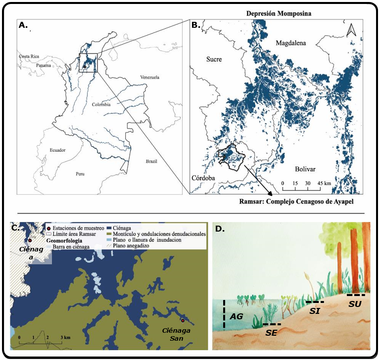 A. Ubicación país Colombia en Sudamérica.
B. Ubicación de la zona de estudio (Ciénaga de Ayapel- Córdoba,
Colombia), C. Clasificación geológica, geomorfológica y D. zonificación
de muestreo considerada en la transición acuático terrestre: AG: Agua, SE:
sedimento, SI: suelo inundable y SU: suelo.