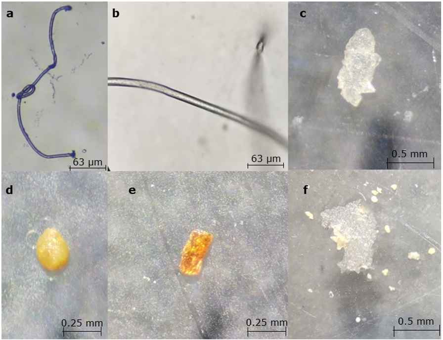 Tipos de MP en el sedimento marino de la Bahía de Tumaco: a. fibra, b. fibra
vista en el microscopio a 40X, c. película, d. pellet, e. fragmento y f. espuma