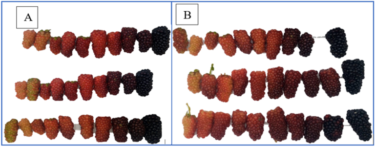 Escala de color del fruto de Rubus floribundus (Kunth.) A) Finca 1 y B) Finca 2