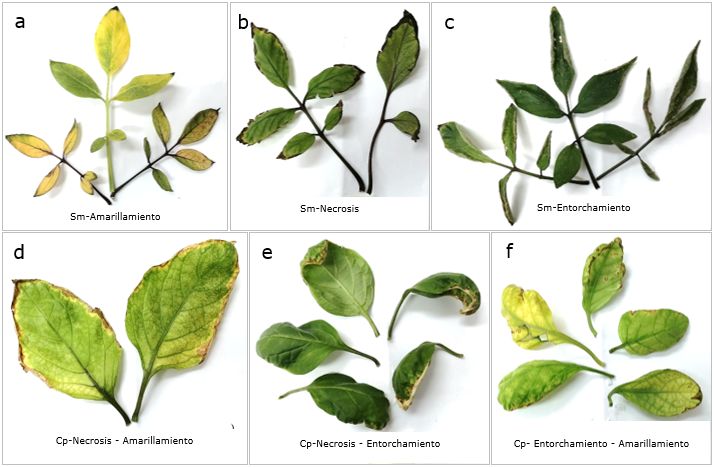 Afectaciones foliares en S. muricatum (a, b, c) y C. pubescens (d, e, f)