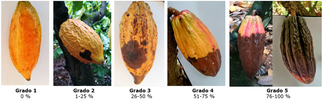 Escala en grados y porcentaje de tejido afectado en el fruto por Phytopthora spp.