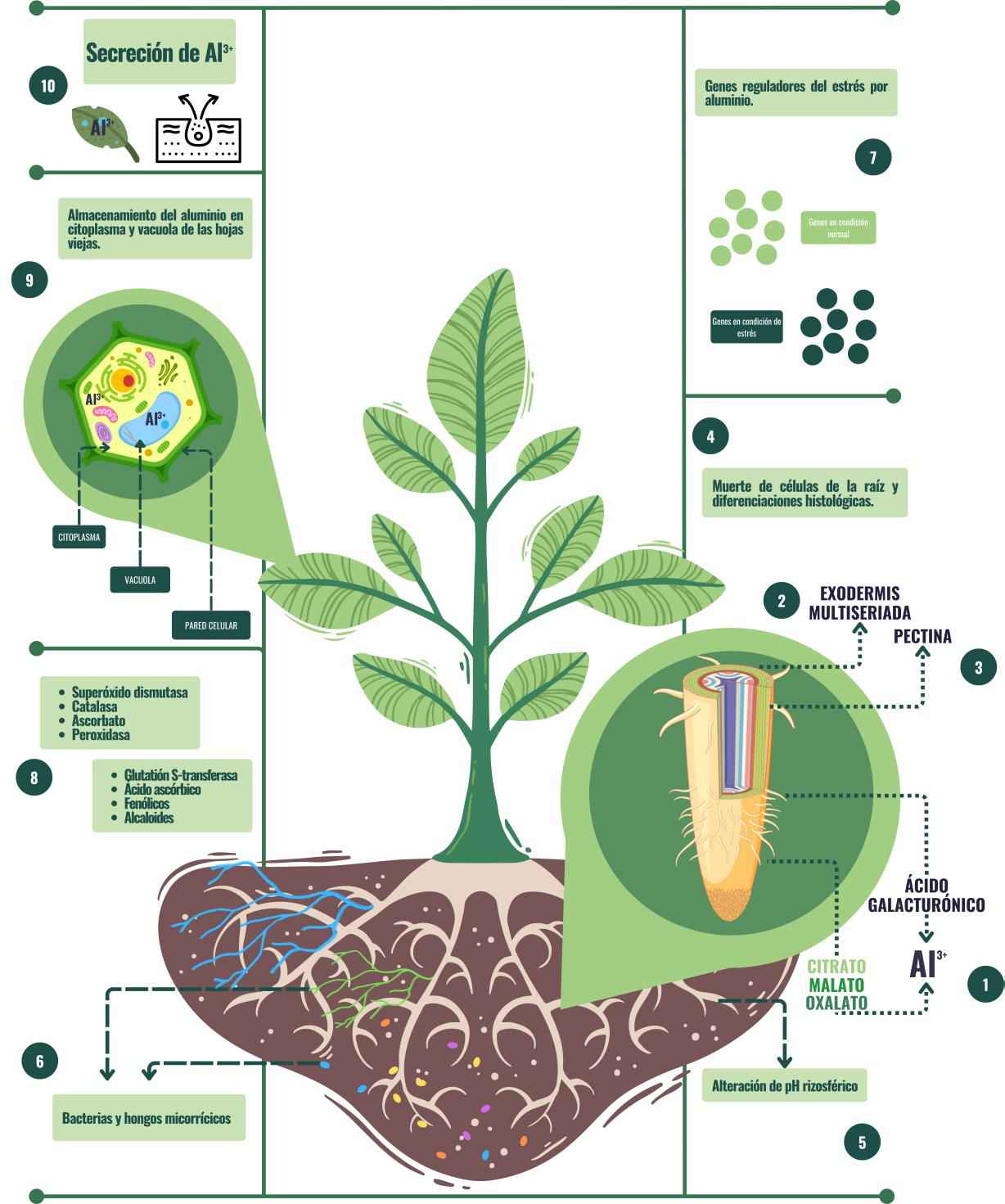 Principales estrategias de adaptaci&oacute;n de las plantas a las condiciones de acidez del suelo