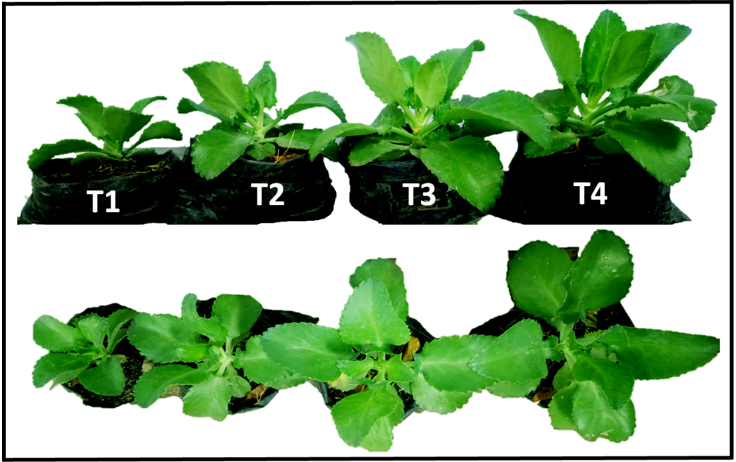 An&aacute;lisis de la morfolog&iacute;a foliar de K. &times; laetivirens usando diversas dosis de colchicina