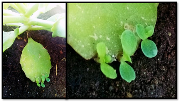 Hijuelos formados en el margen de las hojas del T4 (0.1% de colchicina 12h) de K. &times; laetivirens