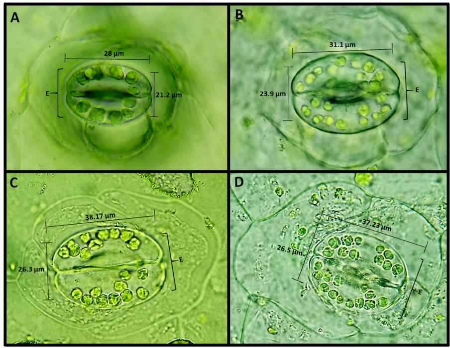 Caracter&iacute;sticas de los estomas de las hojas de K. &times; laetivirens (A) Estoma del T1: 10 CL. (B) Estoma del T2: 20 CL. (C) Estoma del T3: 21 CL. (D) Estoma del T4: 26 CL. Aumento total 1000x. CL: cloroplasto
