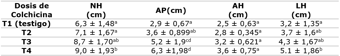 An&aacute;lisis de la anatom&iacute;a foliar de K. &times; laetivirens