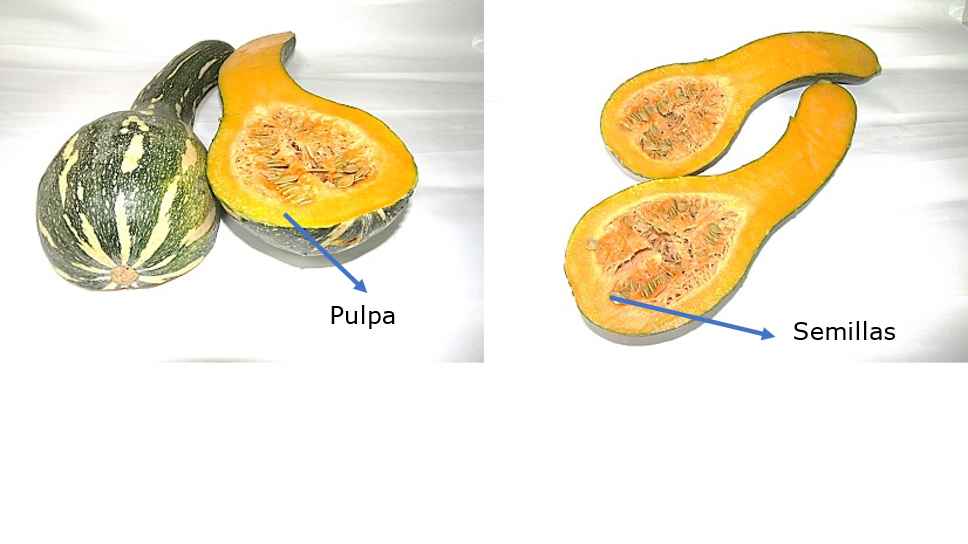 Fruto de Zapallo
