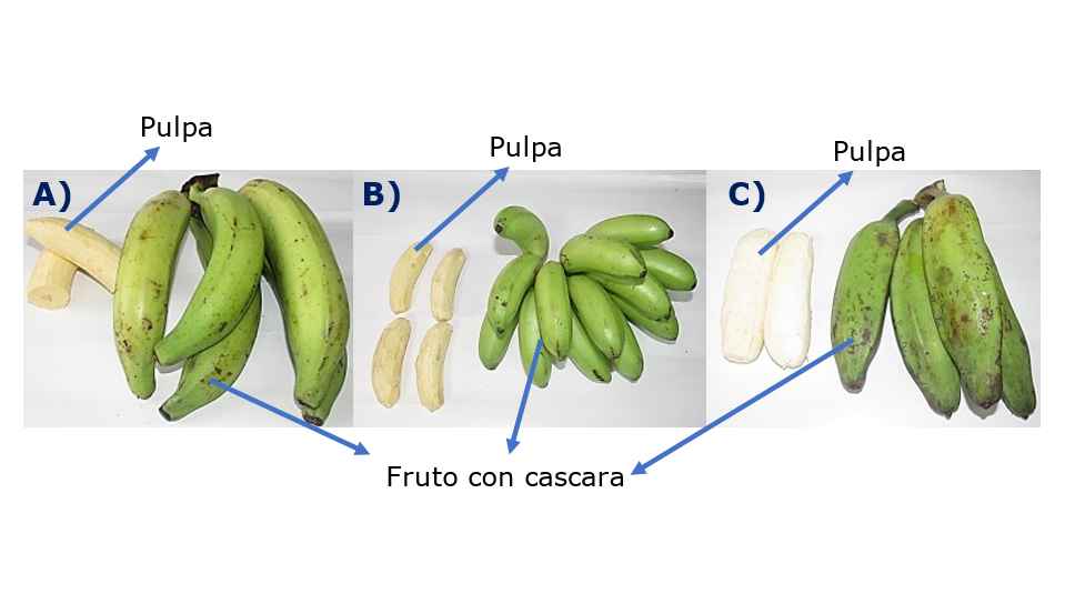 Fruto de (A) pl&aacute;tano, (B) primitivo y (C) Popocho