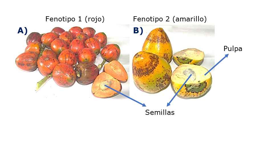 Fruto de chontaduro (A) fenotipo 1 color rojo, (B) fenotipo 2- color amarillo