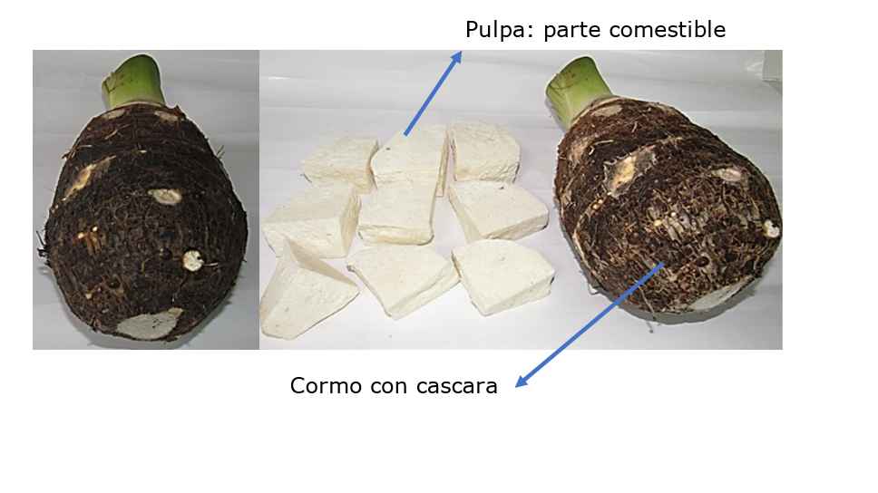 Cormo de Ach&iacute;n, resultando la parte comestible