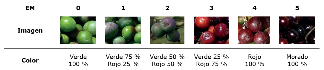 Estados de madurez (EM) de frutos de agraz
