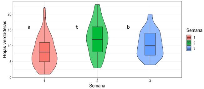 Hojas verdaderas del cilantro (Coriandrum sativum L.) después de la primera, segunda y tercera semana de germinado