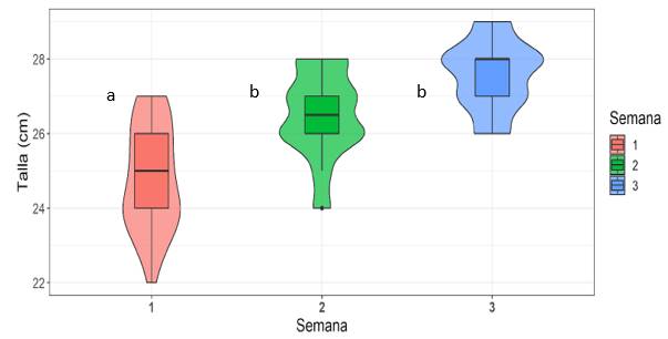 Talla de la tilapia roja (Oreochromis sp.) entre los 6 y 8 meses de edad durante las tres semanas de evaluación