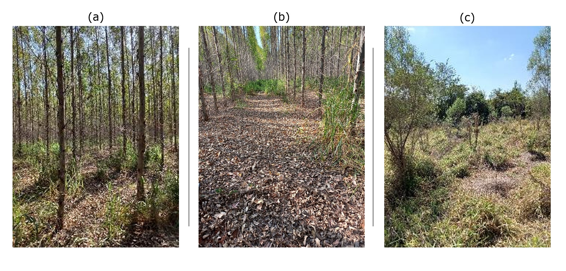Experimental areas: (a) SDR Latosol for eucalyptus planting; (b) AER Argisol, also used for eucalyptus cultivation; (c) HPQ Neosol, previously pasture, now degraded.