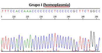 Grupo I (homoplasmia)