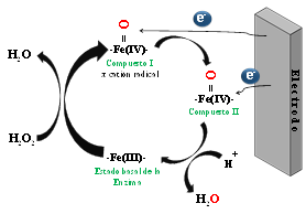 Mecanismos de oxidación de la
HRP en su ciclo oxidasa (en ausencia del sustrato) y el ciclo peroxidasa (en
presencia del sustrato)
(Fernández et al., 2019)