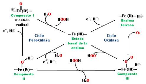 Mecanismo de oxidación de la HRP en su ciclo oxidasa, en ausencia y
presencia del sustrato (Gunnar et al., 2002)