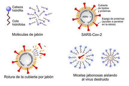 Cómo funciona el
jabón e interactúa contra virus