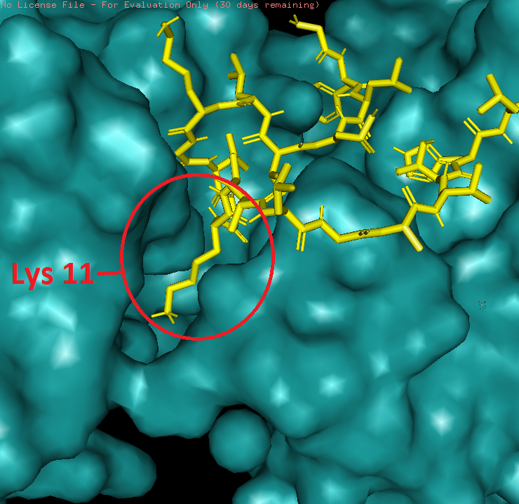 Interacción de la ADN Girasa B (azul)
con la CZS-16 (amarillo)
