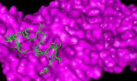 Interacción de la proteína de
unión de Penicilina transglicosilasa 1B (magenta) con
la CZS-16 (verde)